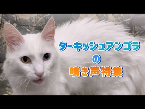 【猫の鳴き声】ターキッシュアンゴラの鳴き声特集#4！！色んな可愛い鳴き声を集めました✨