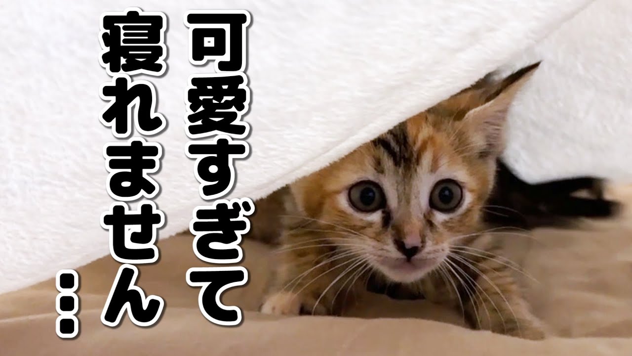 子猫が毛布に侵入してきて寝れなくなった飼い主笑