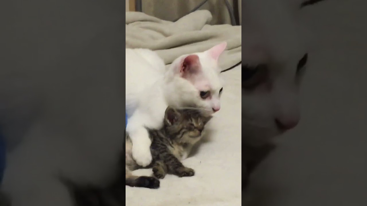 ウチューネコ、保護子猫を地震から守る（2015年） #猫 #cat #保護猫 #kitten #子猫 #ねこ #こねこ #animal #cute #babycat #shorts