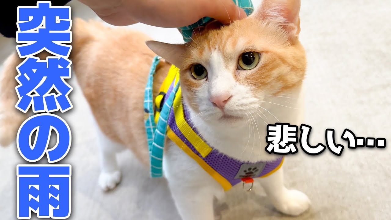 大好きな散歩に行けると思ったら雨が降ってきてしょんぼりしてしまう猫が悲しすぎました…