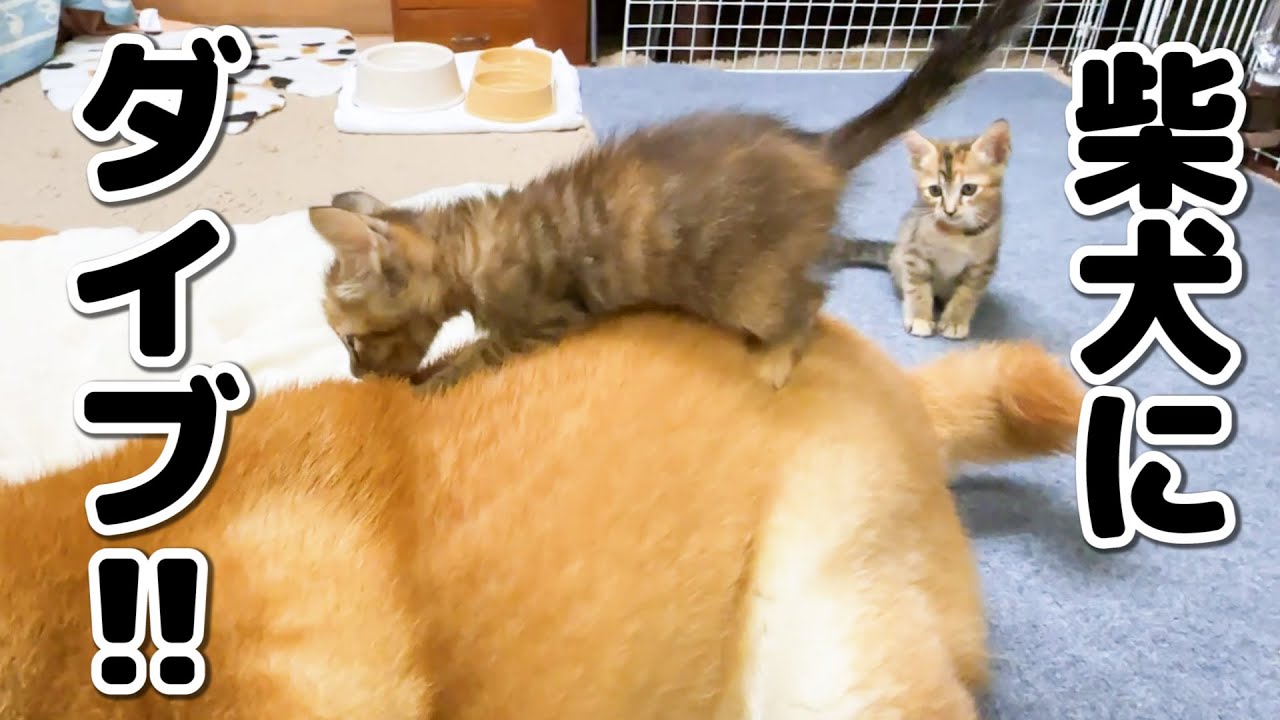 子猫と柴犬ご対面数回目で柴犬の背中にダイブする子猫！