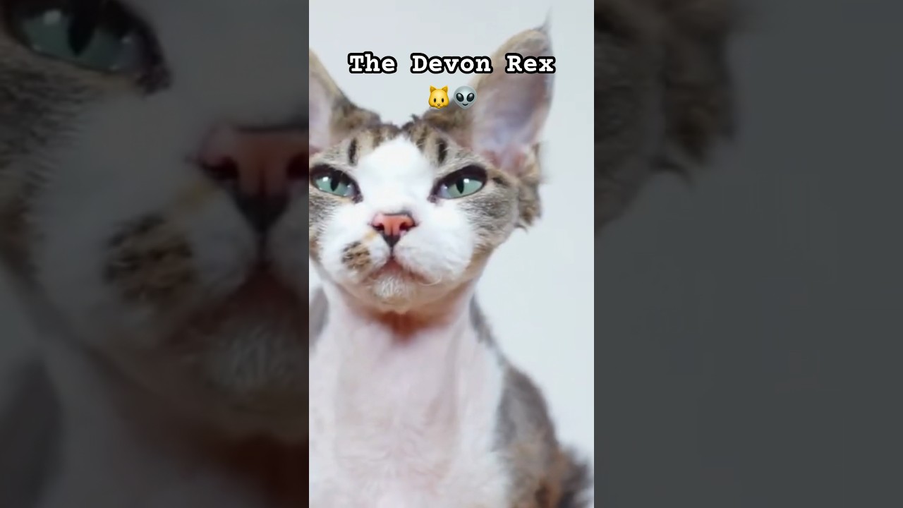 The Devon Rex Looks Like a Cute Alien! 🐱👽
