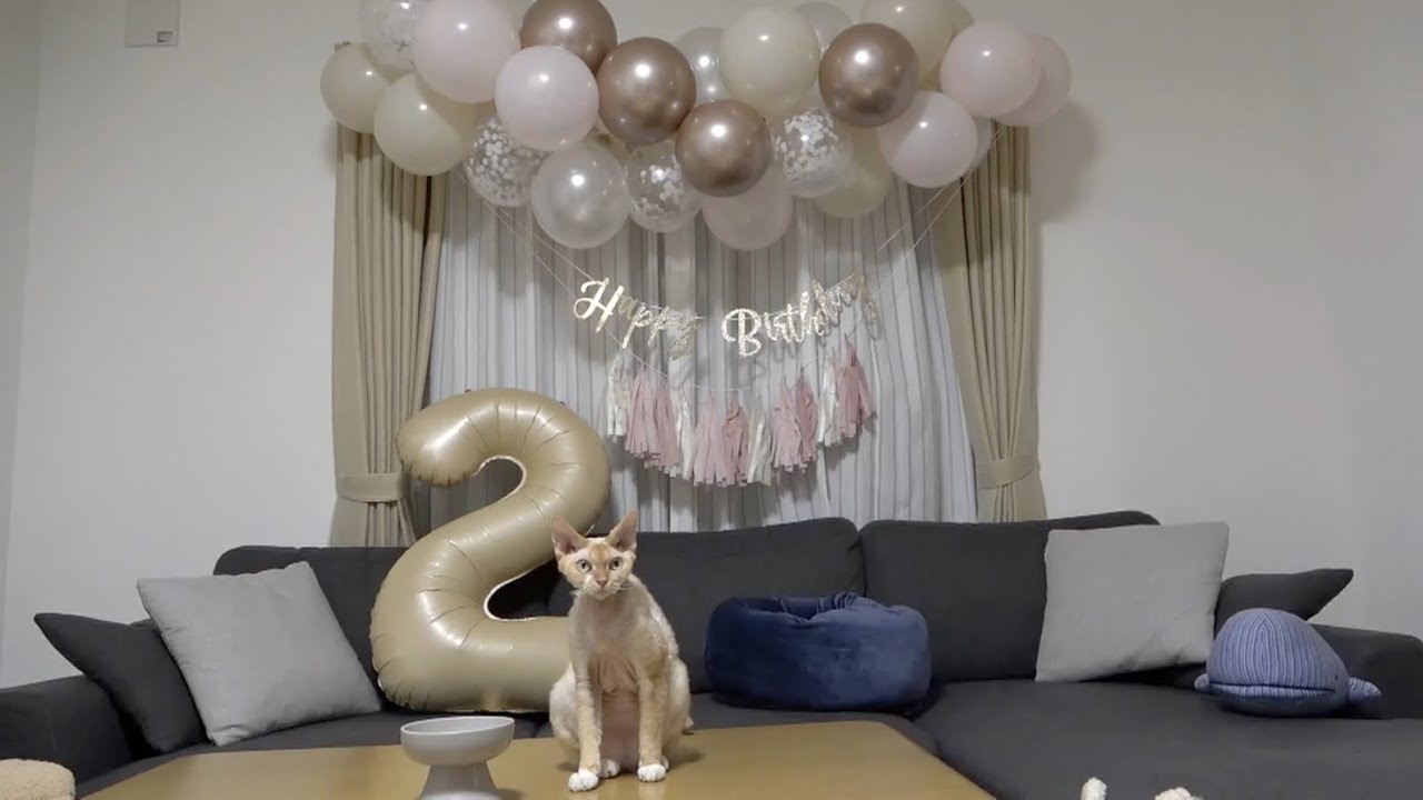 デボンレックス兄が２歳の誕生日を迎えました(2 years old birthday of Devon Rex cat)