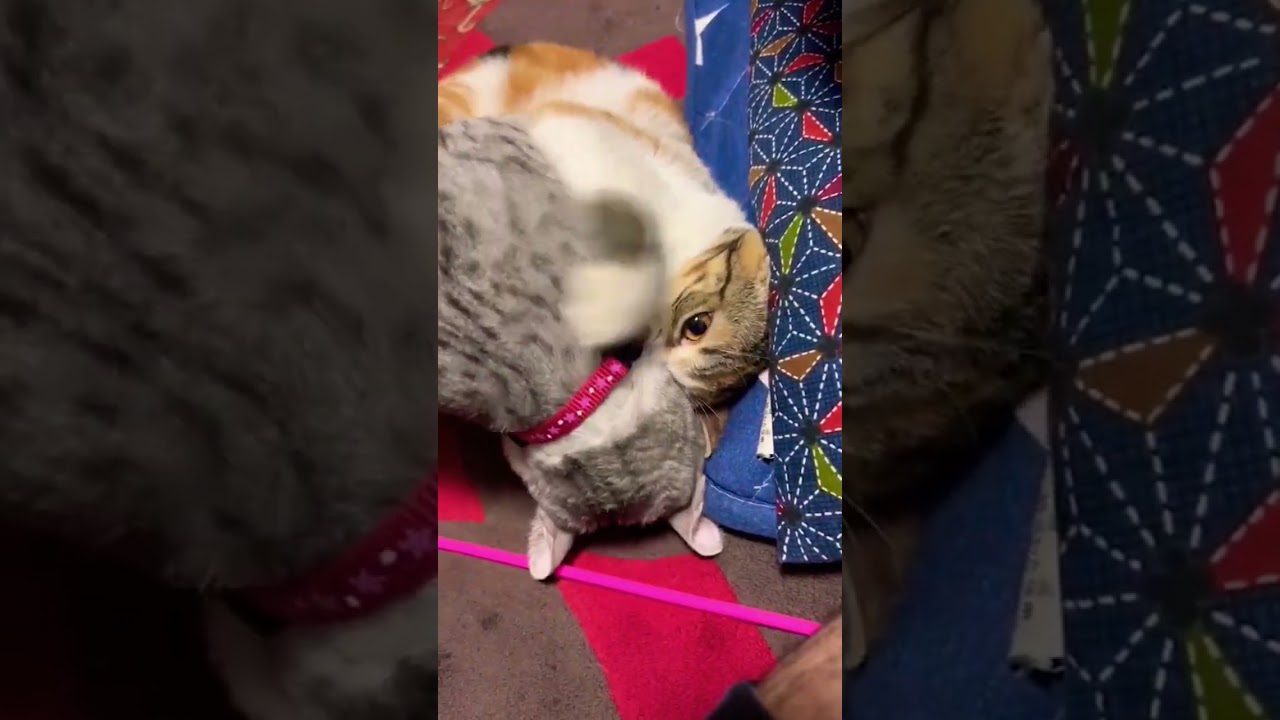 アメリカンカールの三毛猫とエジプシャンマウ