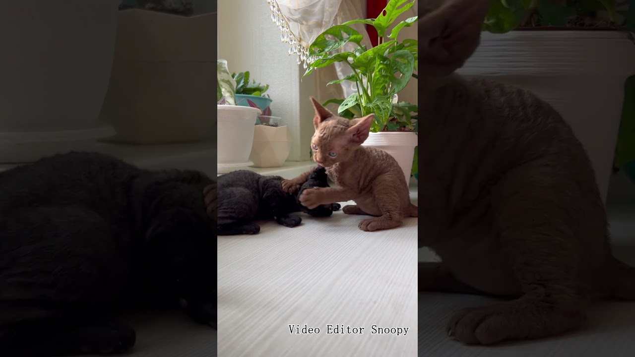 戦う子ねこ #shorts