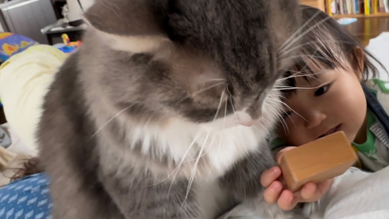 お出迎えする猫と一緒に甘えに来た猫　ラガマフィン　ノルウェージャンフォレストキャットA cat that welcomes you. Ragamuffin.