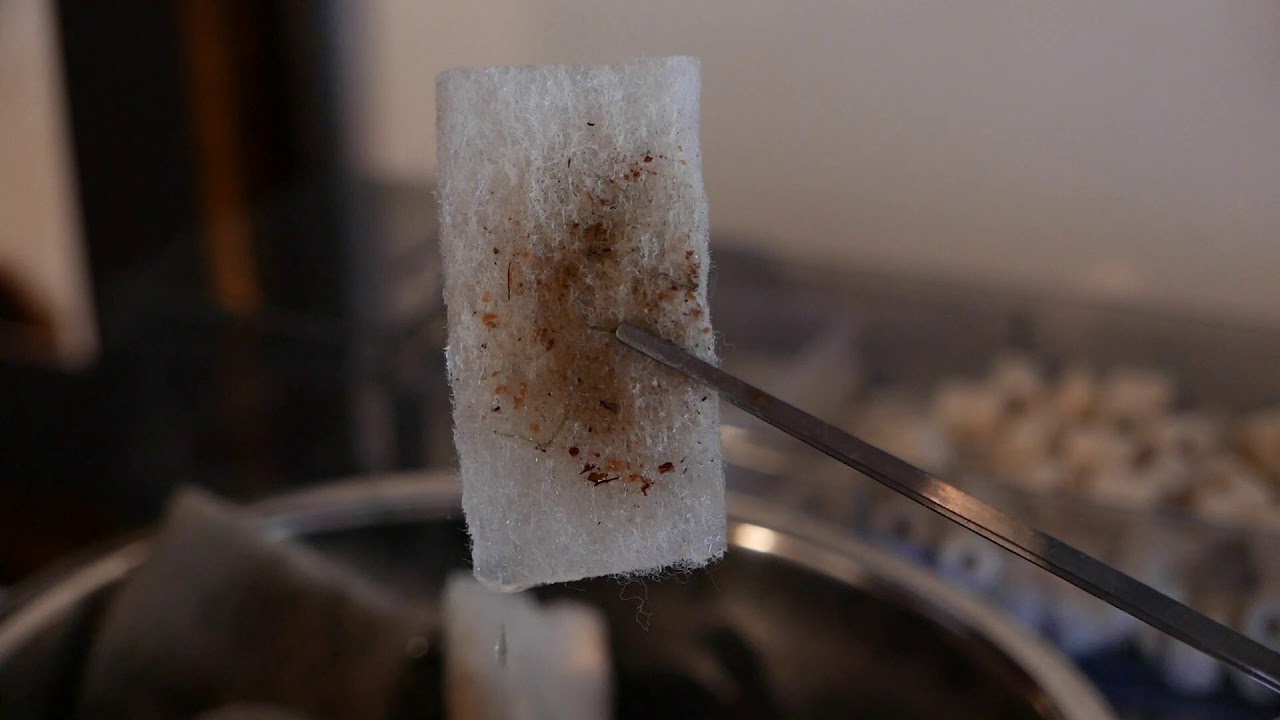 【1 month】バーミーズレッドフィン【スネークヘッド】