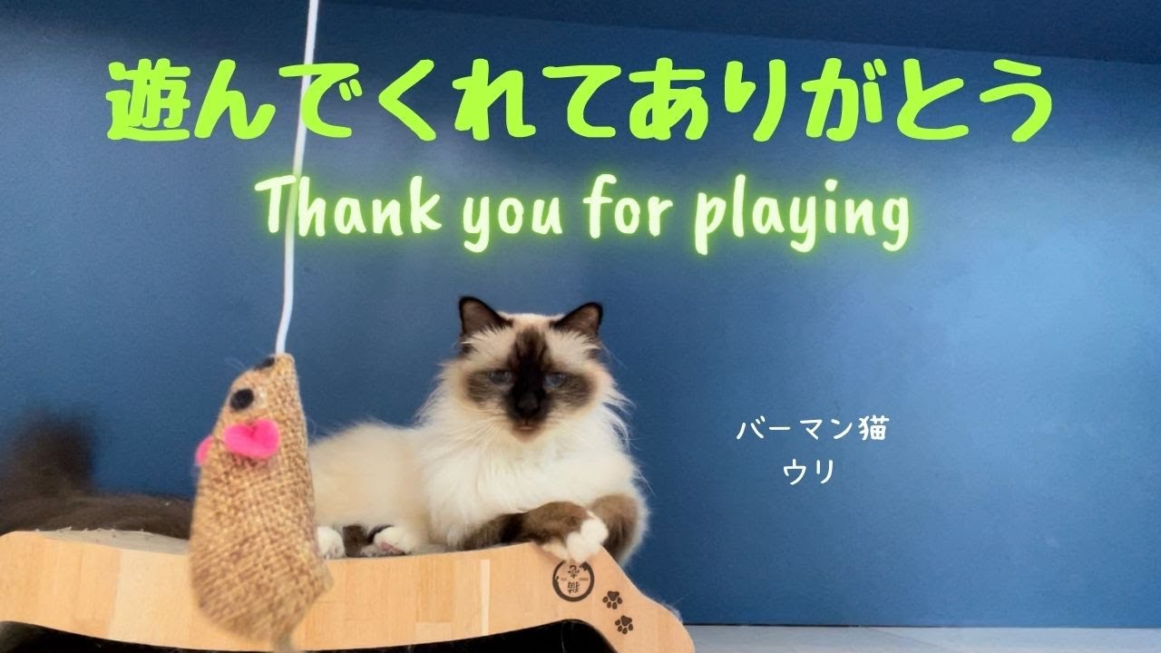 バーマン猫ウリ【遊んでくれてありがとう】Thank you for playing（バーマン猫）Birman/Cat