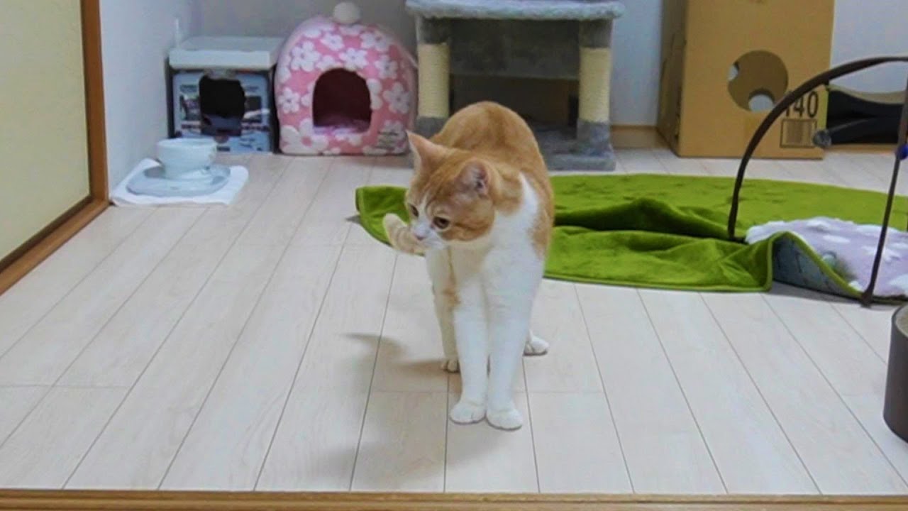 【歌舞伎】見得を切る猫 #Shorts