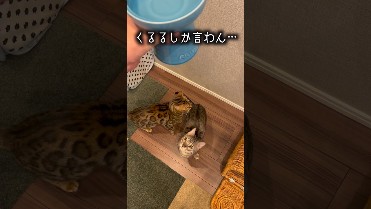 ミルクだと思ってたらただの水だった時の猫の反応#shorts