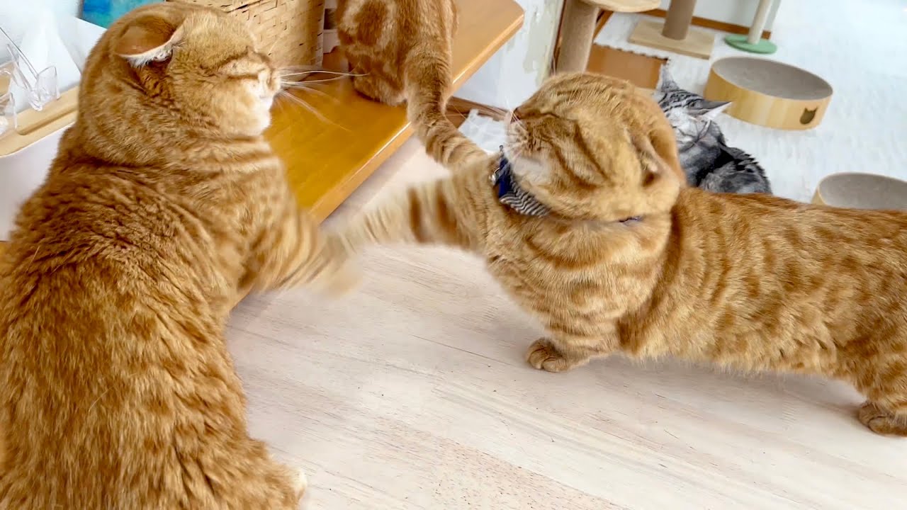 10月になっても当たらないマンチカンのパンチとポッポママのイケない妄想 #猫 #マンチカン