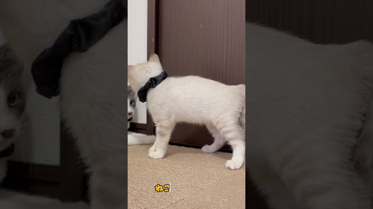 【保護 シャム猫】とにかく鳴き声が可愛い子猫😘１回聴いてみて🎶 / kitten #shorts #可愛い鳴き声 #保護猫