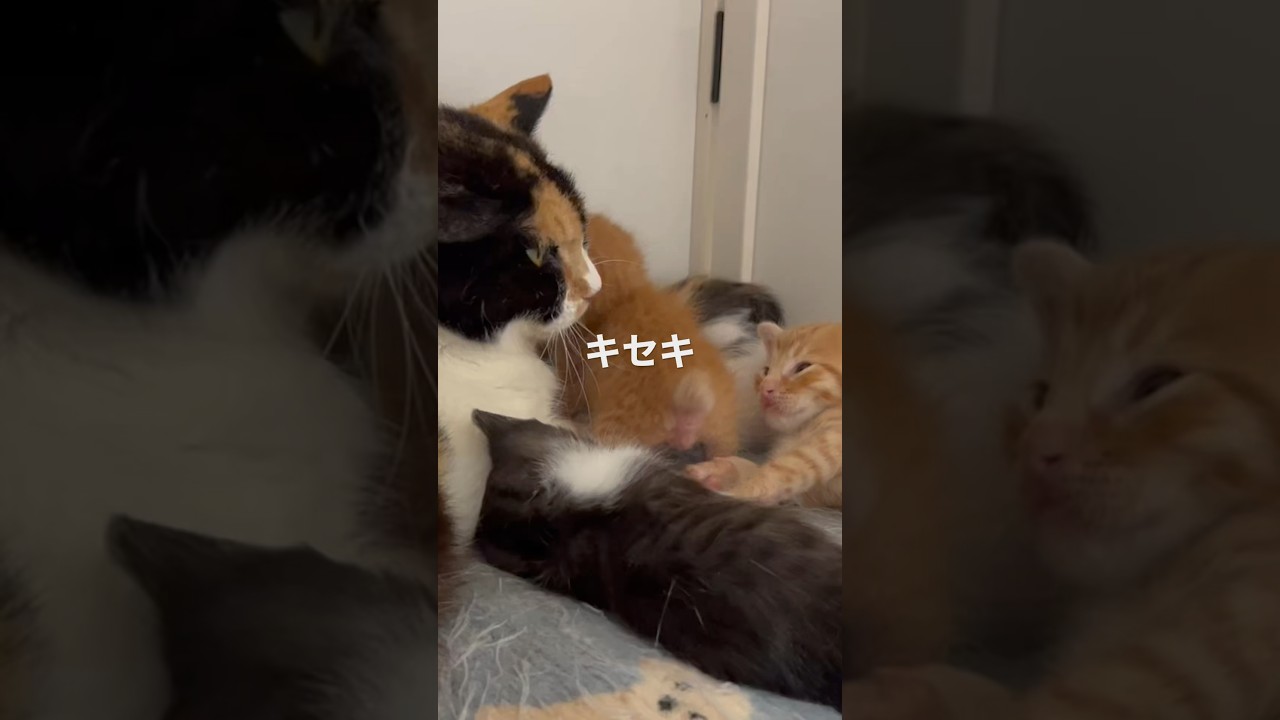 キセキを、ゆめたんママに預けてみた。 #cat #保護猫 #子猫 #猫 #cute #kitten