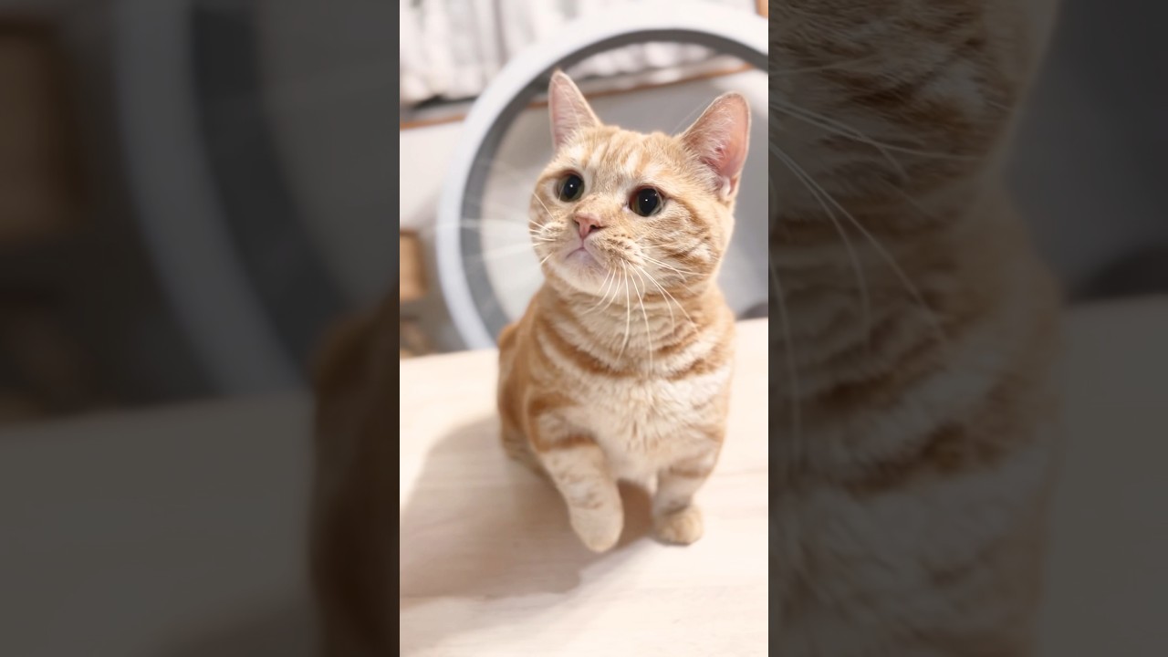 キャットニップに夢中な猫がかわいすぎです！ #猫 #マンチカン #shorts