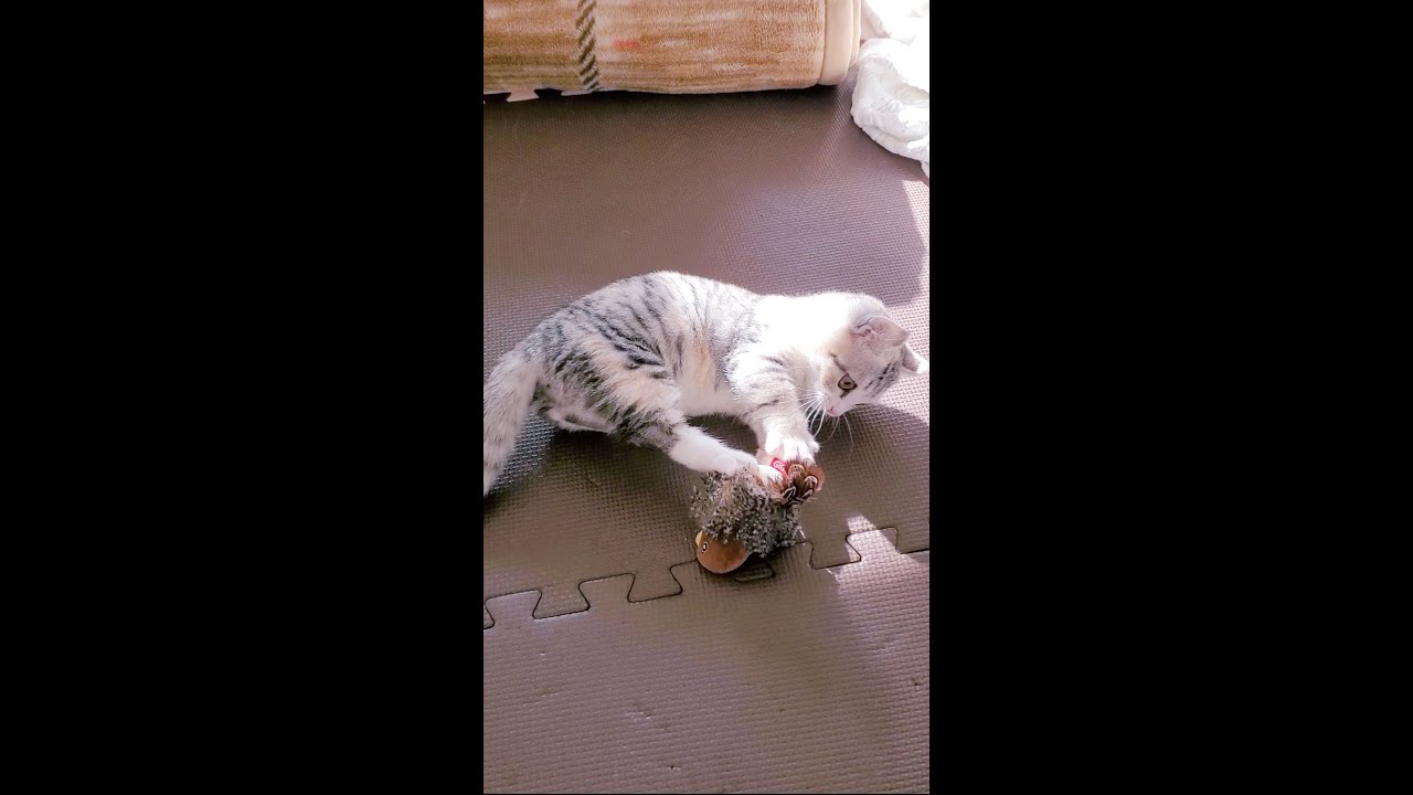[子猫] おもちゃを遊んでる子猫は可愛すぎです  #S16