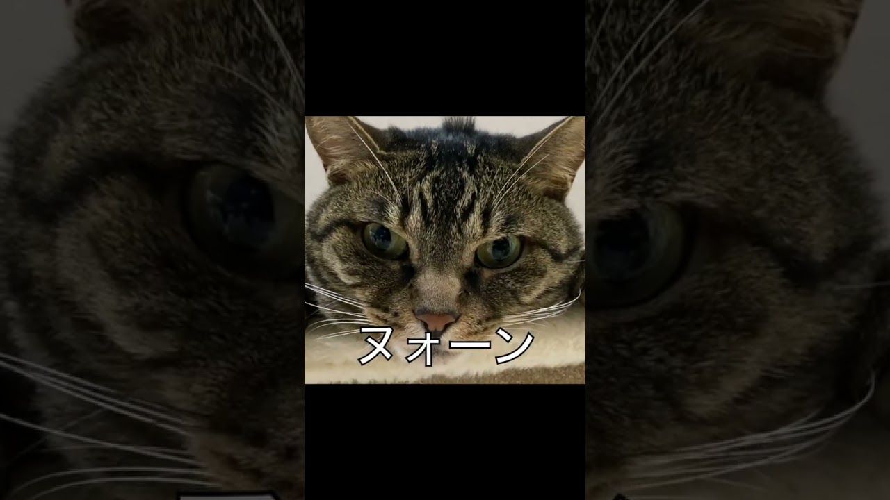 超大型巨猫を駆逐してみた...
