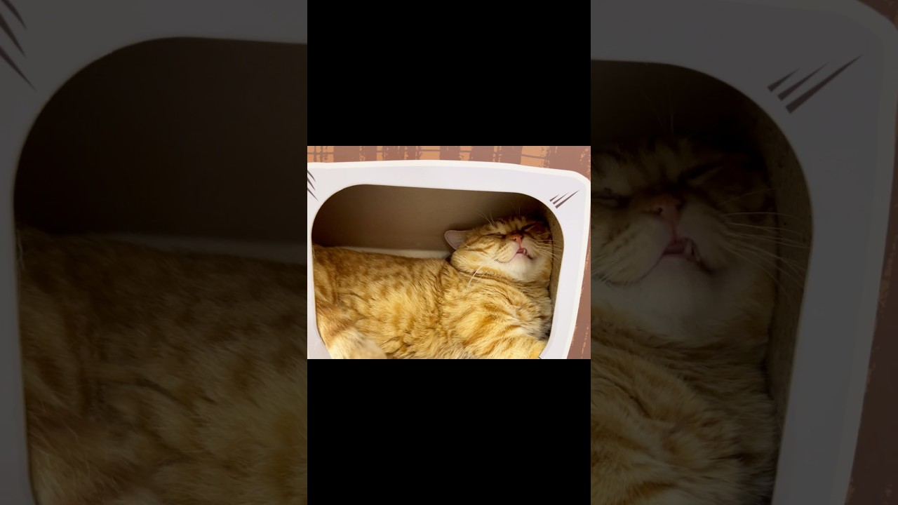 夢を見てる猫 #猫 #マンチカン #shorts