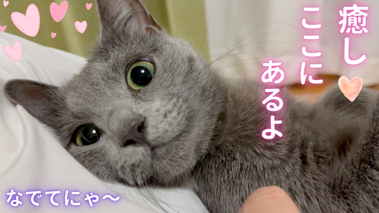 この動画には「癒し」しかありません（ロシアンブルー）