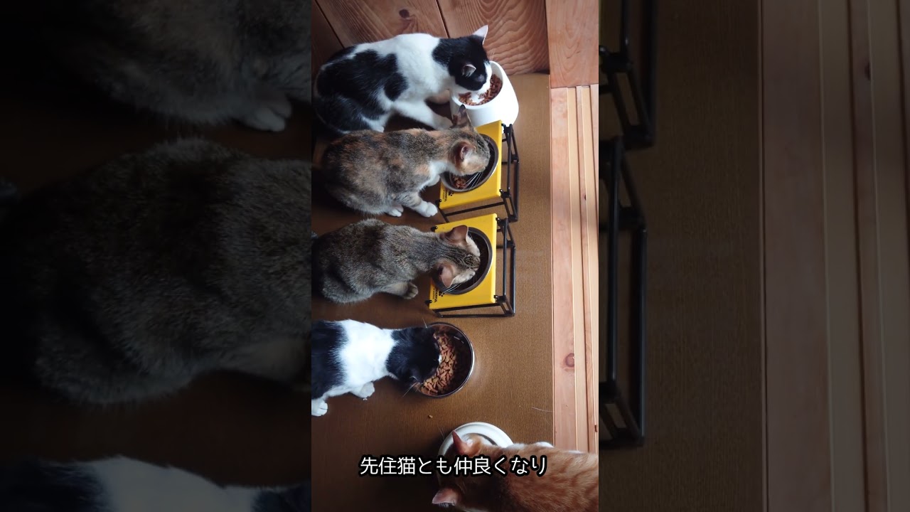 【保護猫　親子猫】痩せ細り倒れかけていた野良母猫が、フワフワの美猫になるまで