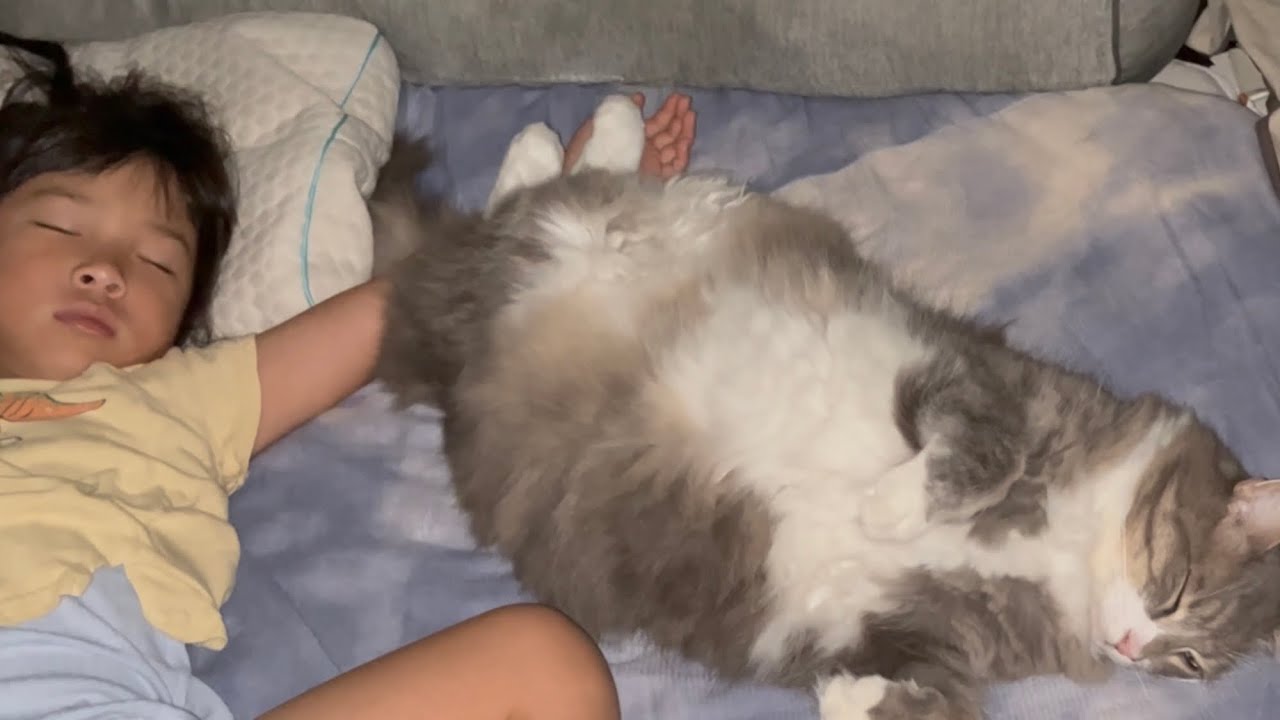 パパの寝床を奪う猫　ノルウェージャンフォレストキャット　Cat stealing daddy's bed