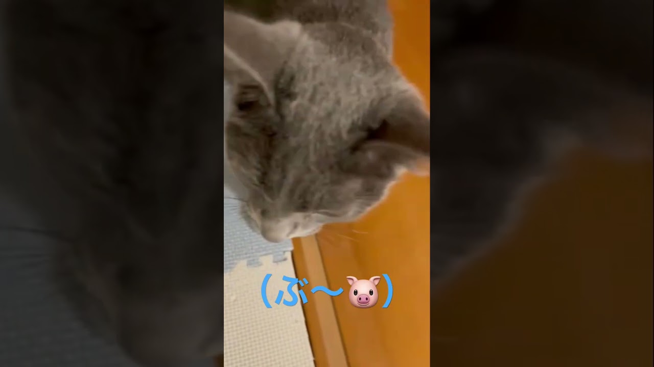 可愛い🐷ちゃんが現れた💛（ロシアンブルー）#shorts