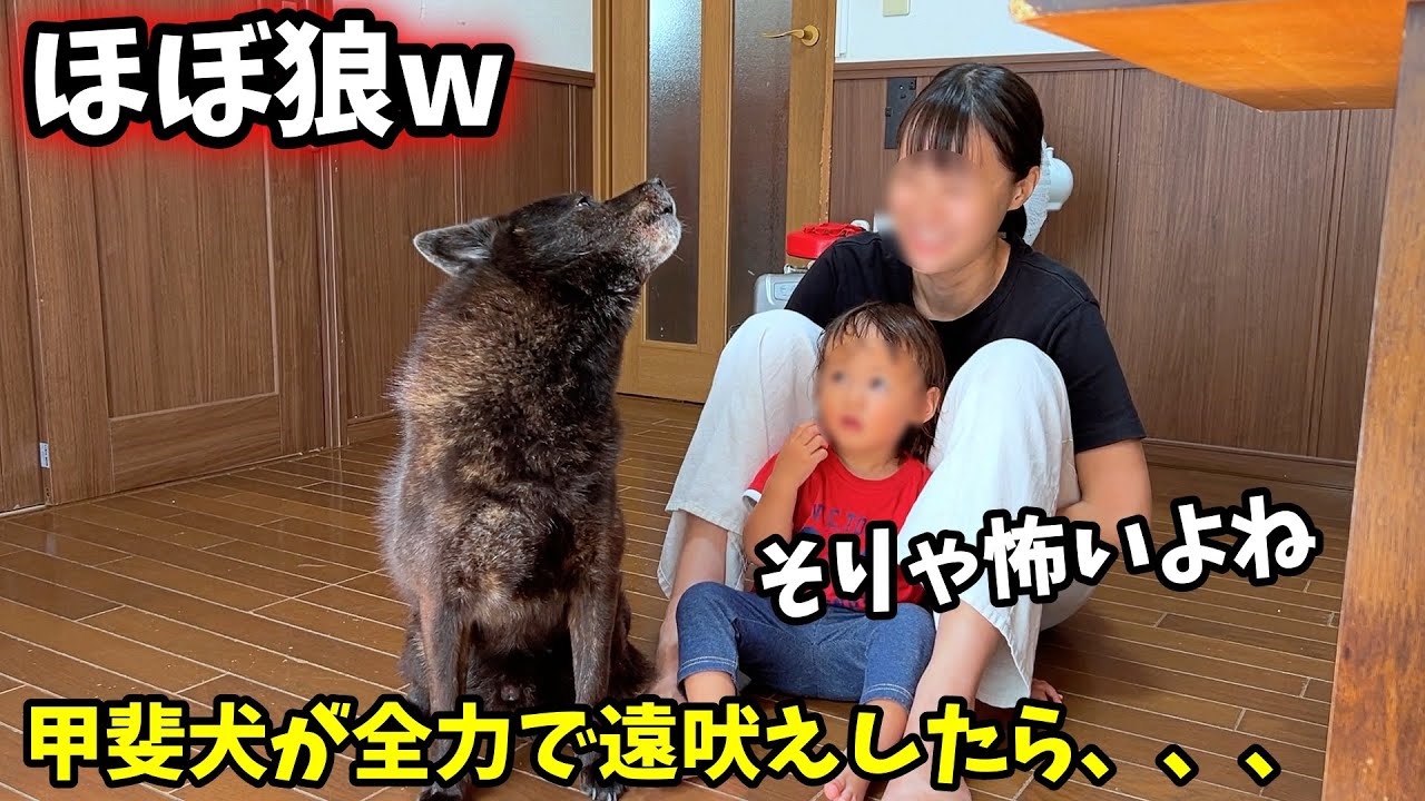 甲斐犬が本気の遠吠えしたらこうなった【甲斐犬一休と猫のしずく】