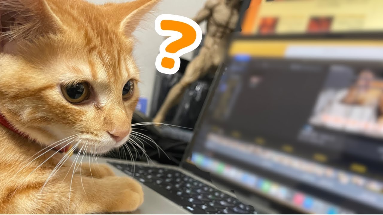 【保護猫】パソコンをいじる茶トラの子猫が可愛すぎました