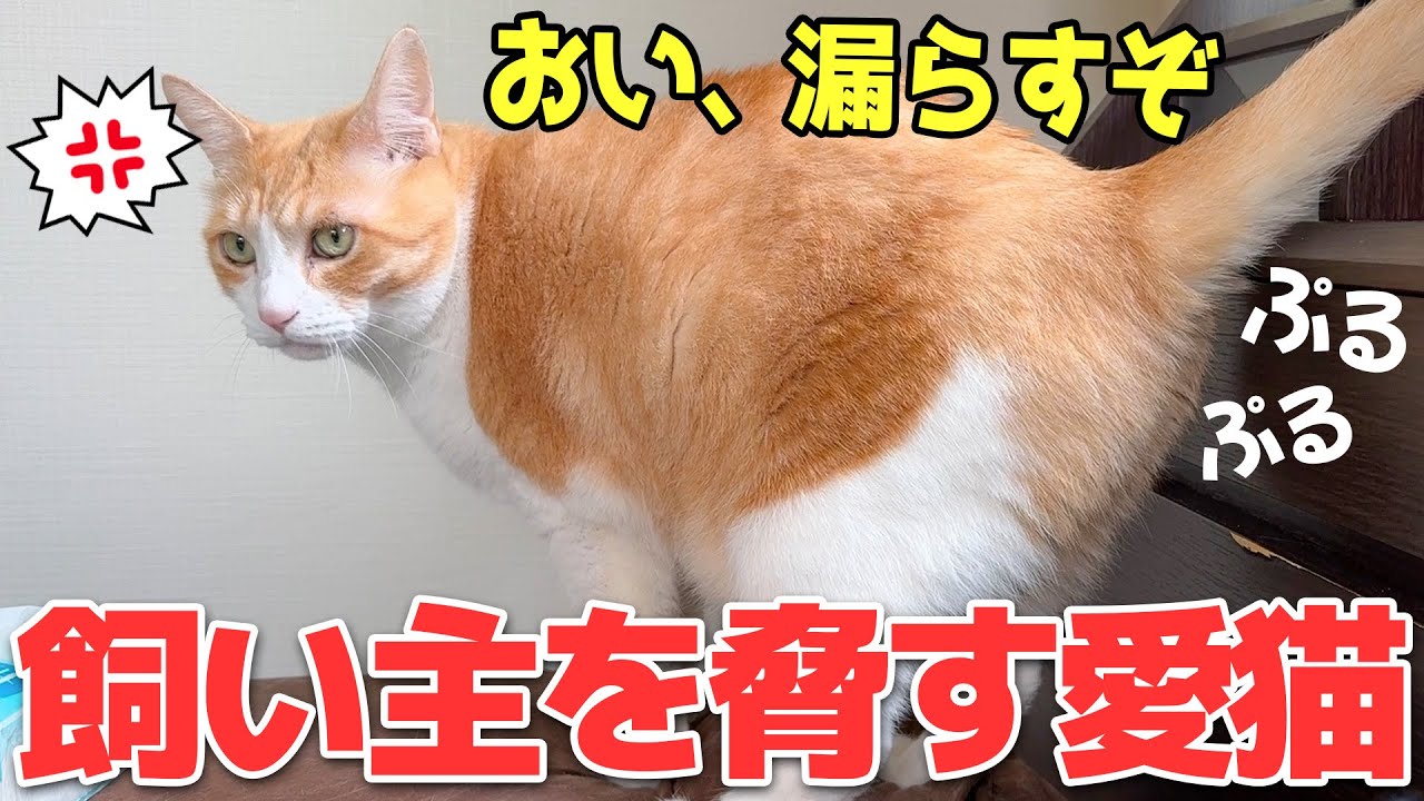お腹が空いたので”飼い主を脅して”起こそうとする猫が怖すぎました…