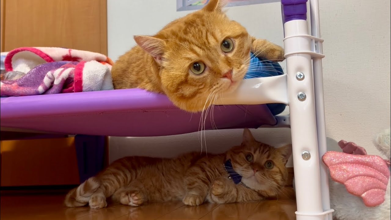 ベッドでくつろぐぽちゃくんに地味な嫌がらせをする茶々パパ #猫 #マンチカン