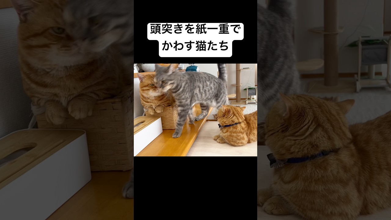 頭突きを紙一重でかわす猫たち #猫 #マンチカン #shorts