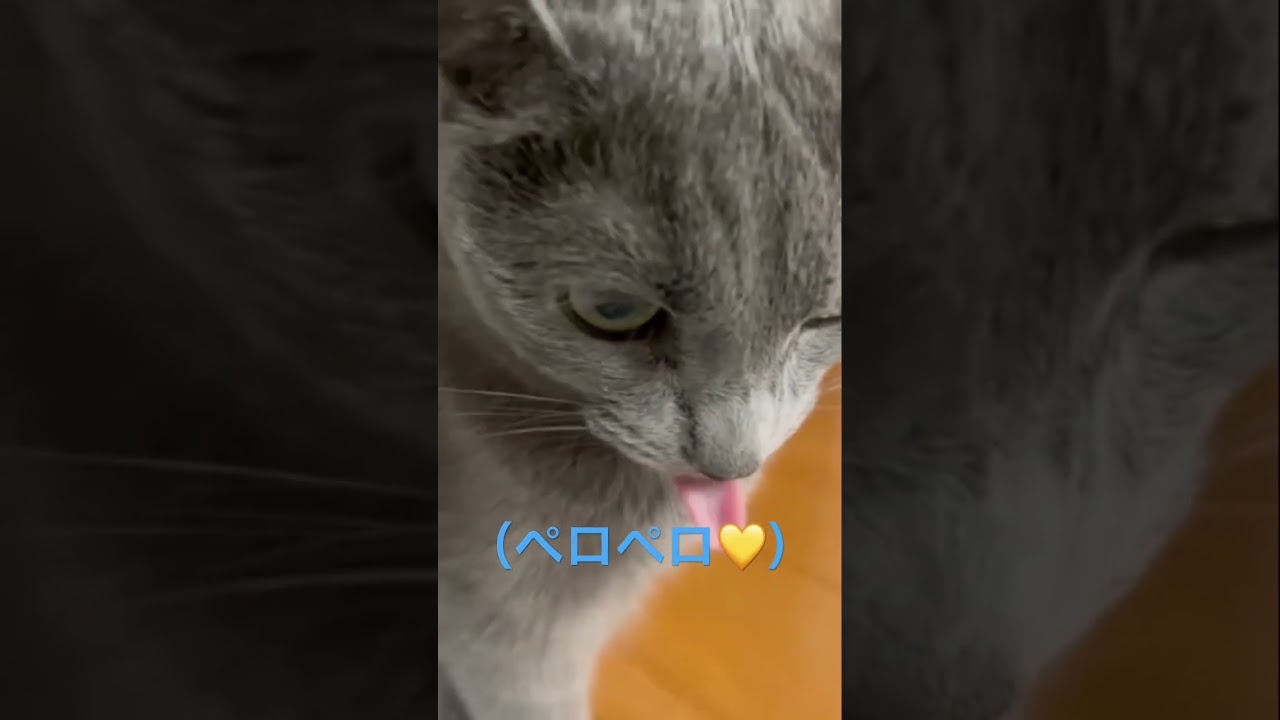 高速ペロペロ👅見えた？？（ロシアンブルー）#shorts