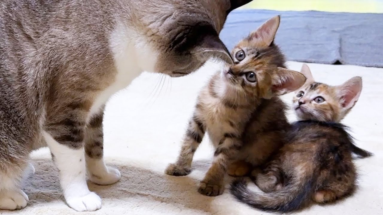 子猫と先住猫の０距離でのご対面が可愛すぎました！
