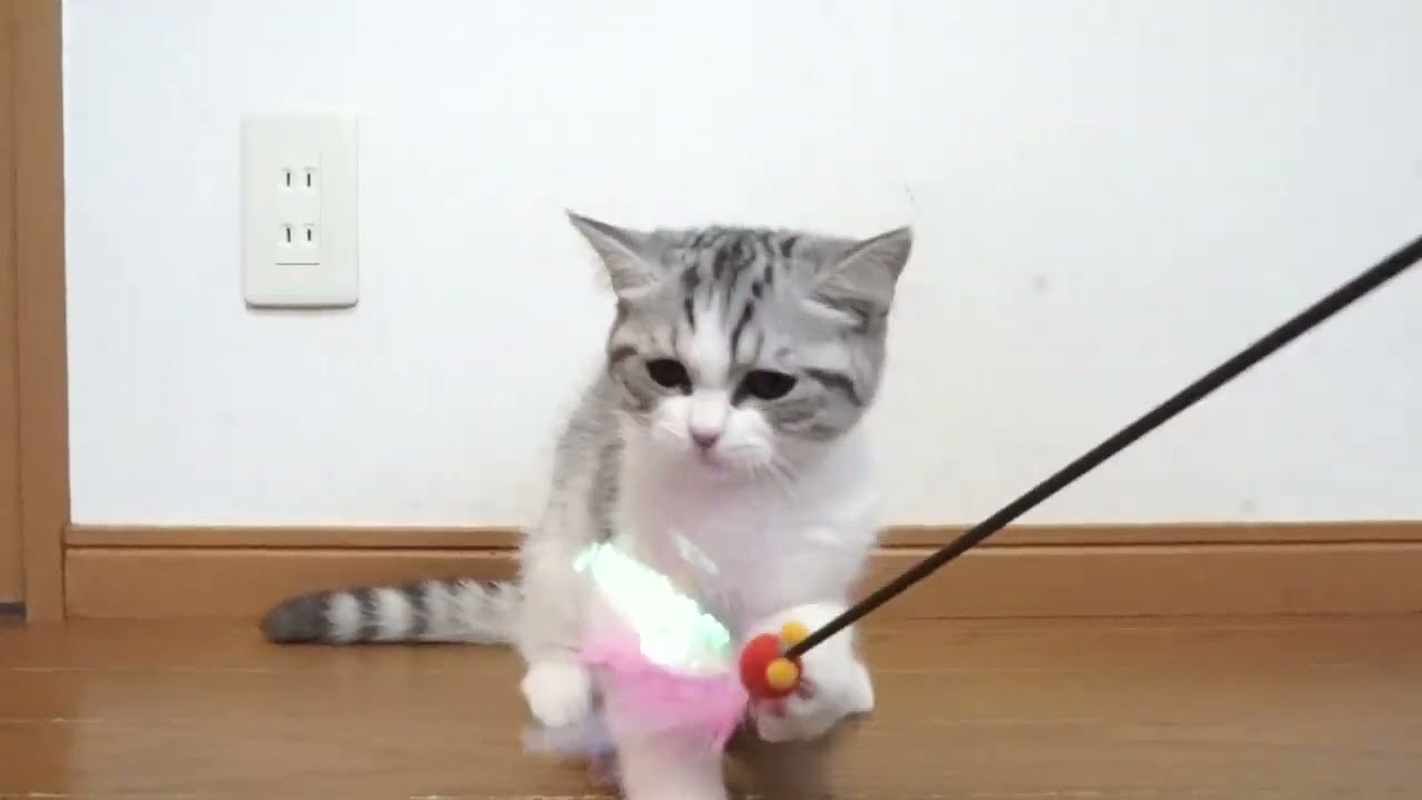 セルカークレックス子猫　2023.6.18産まれ 　ブラックタビー&ホワイト　　男の子　シーダキャット猫のお店