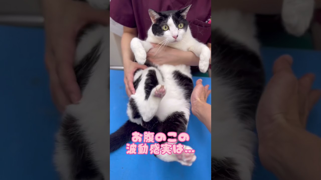 ダイエットに成功中！ぽっちゃりにゃんて言わせない！【病院猫のれいちゃん】#shorts