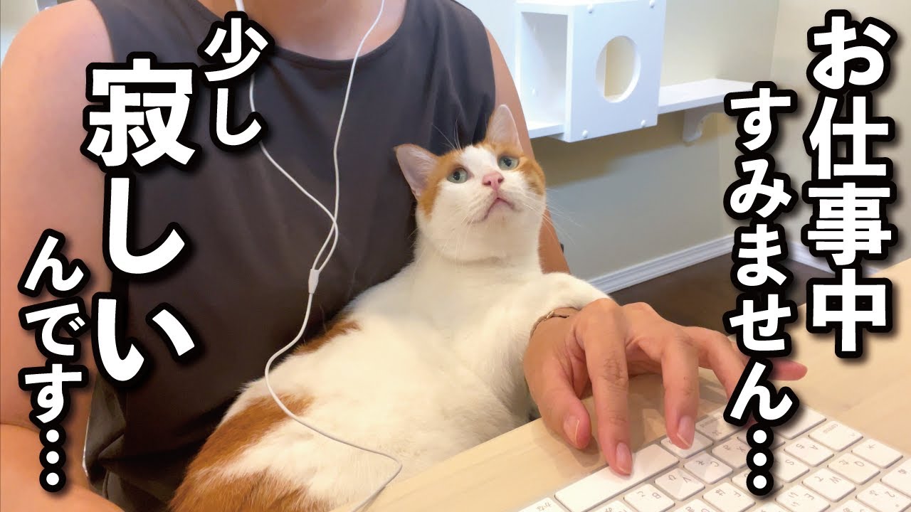 【甘えんぼ猫】仕事中のママにかまって欲しくて邪魔する猫