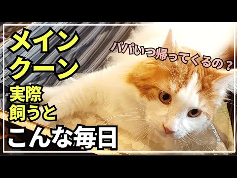寂しくて拗ねる大型猫。パパの長期出張を阻止したい猫が取った行動とは!?【大型猫メインクーンの日常】