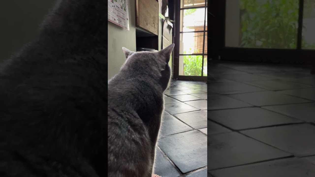 #風の猫　土間で寝そべって..　オヤツも散歩も済んだしなぁ..　と思う猫...　#shorts #さっちゃん