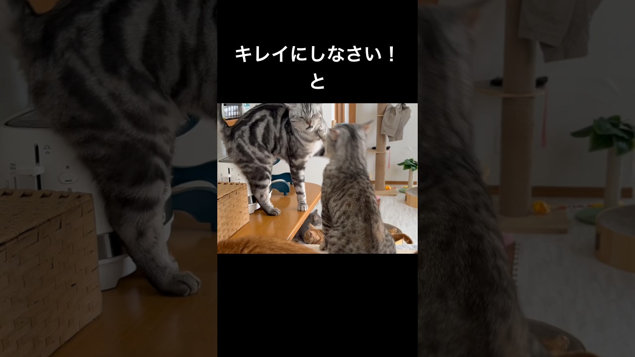 お尻をキレイにしときなさい！とママに怒られるクロくん #猫 #shorts