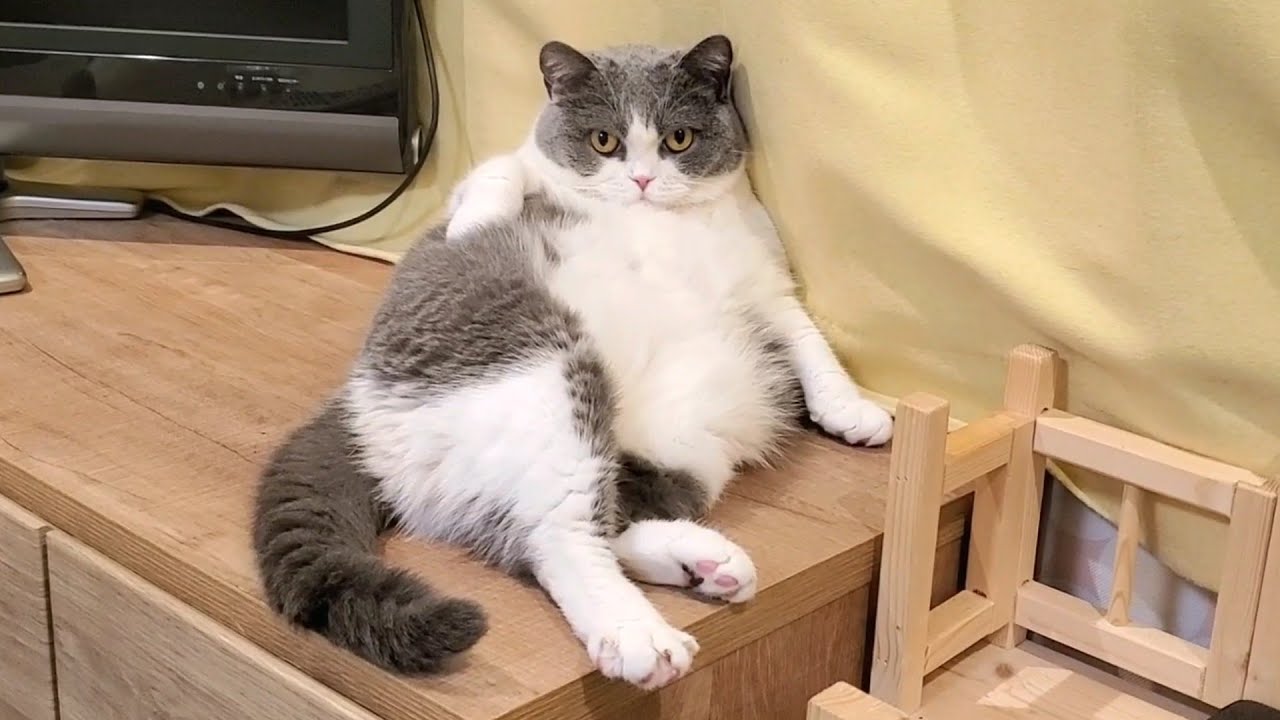 少しおデブな猫　 はな子ちゃん ブリティッシュ　ショートヘア　　cat　ハチワレ