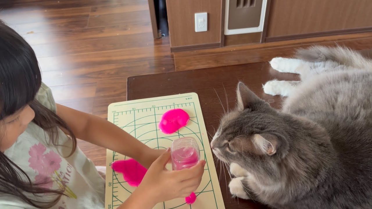 スライムに興味津々な猫　ノルウェージャンフォレストキャット　Cat interested in slime