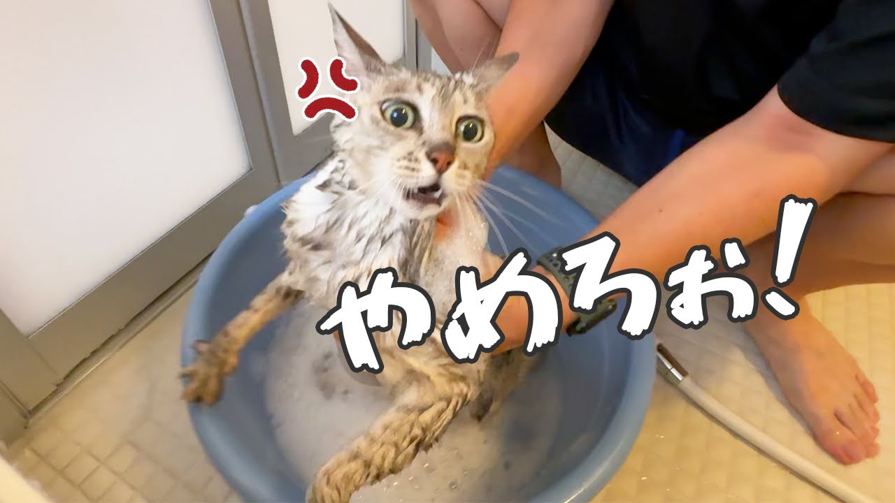 久々のお風呂でブチギレてしまった猫マロちゃん