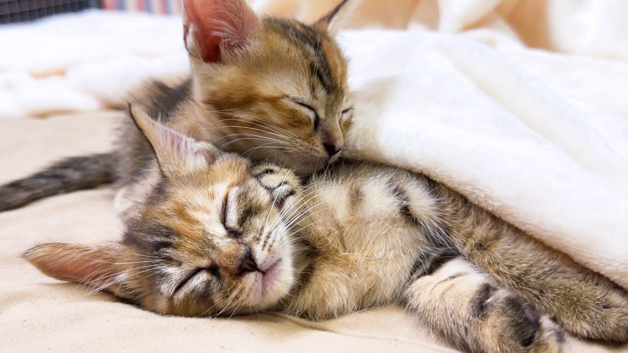 天使のような寝顔で飼い主の毛布で寝ていく子猫たちが可愛すぎる…！