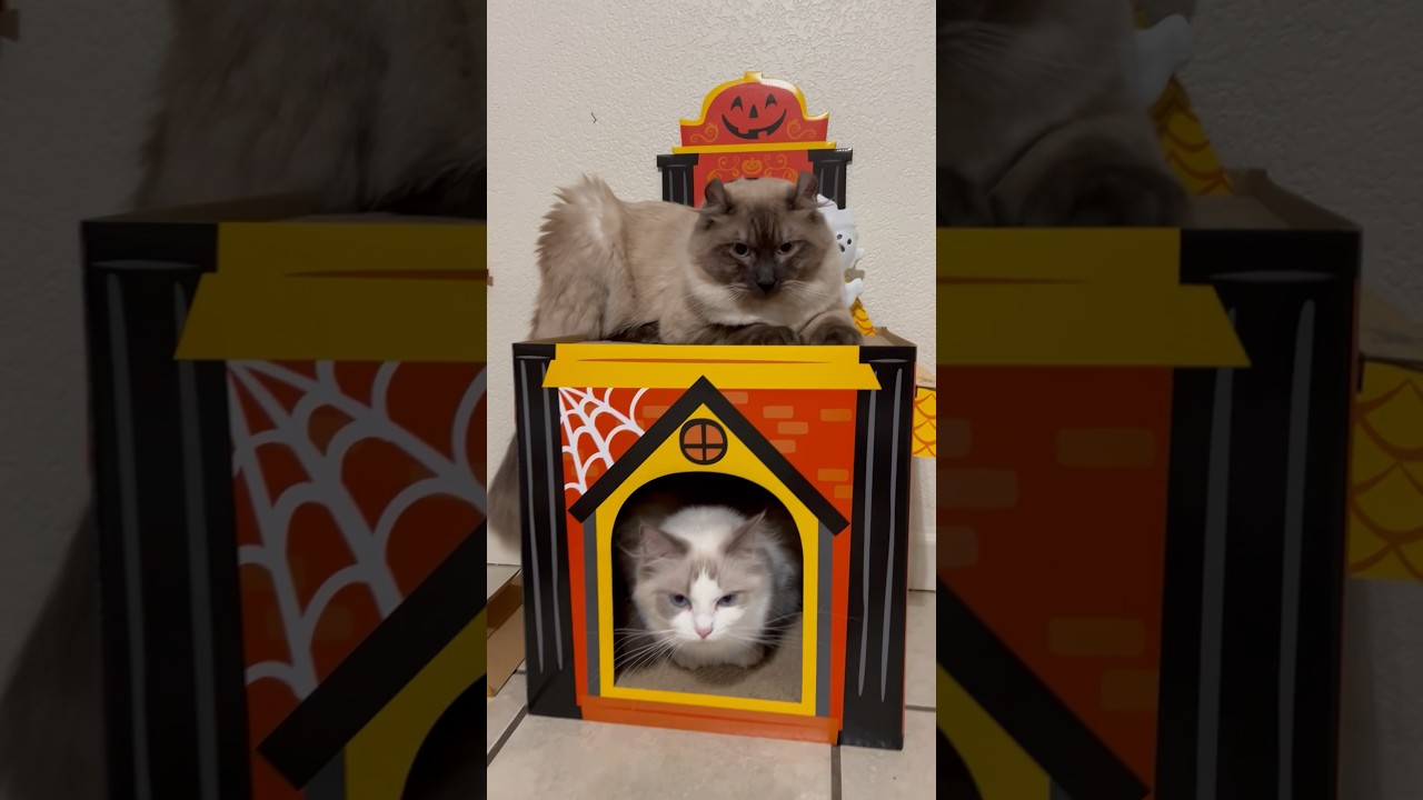 🎃ハロウィンまで待てないラグドール達😽🤣 #shorts #猫 #ハロウィン