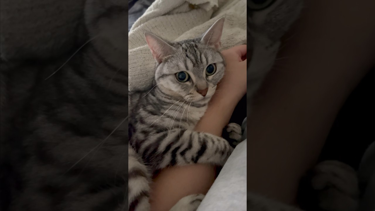 【猫動画】朝違和感に気づき目を覚ますと猫が巻き付いていた...笑 #shorts