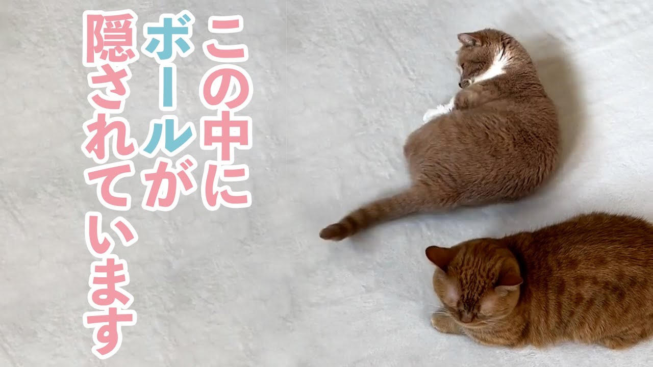 手品みたいにボールを出すニャンコ｜PECO