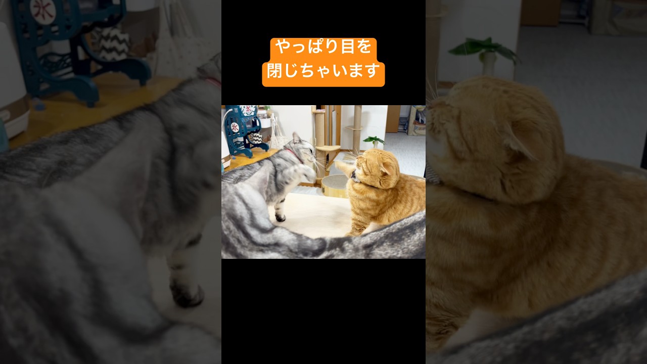 マンチカンの茶々くんはやっぱり目を閉じちゃいます！ #猫 #マンチカン #shorts