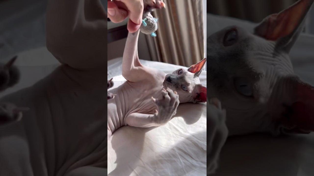 大好きなおもちゃで遊び疲れて寝てしまった毛のない猫【スフィンクス猫】