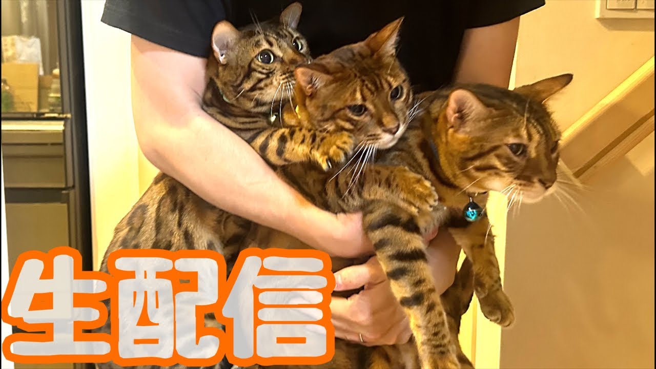 【生配信8/13】実家から帰ってきてほっこりの猫達を見てやってくれませんか？生配信