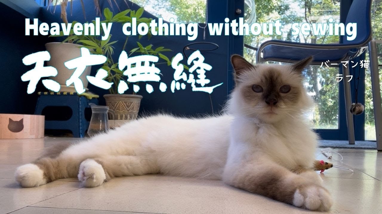 バーマン猫ラフ【天衣無縫】Heavenly clothing without sewing（バーマン猫）Birman/Cat