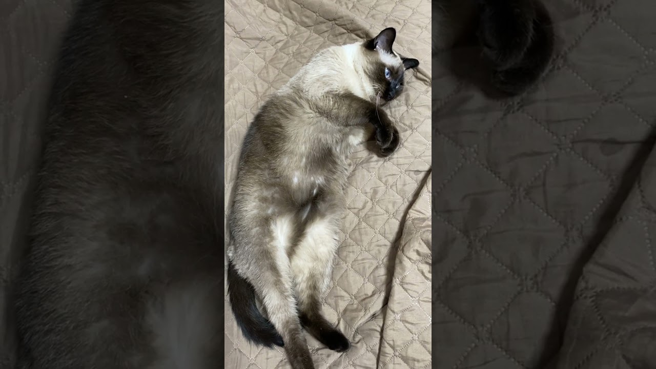 【2023.10.03】今日のシャム猫のふくさん（音無し）【たぬき猫】 #shorts